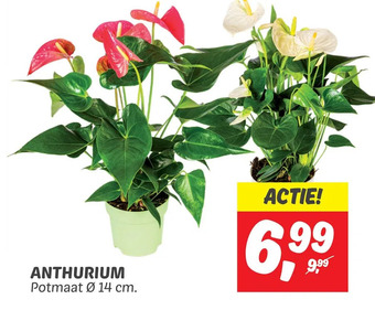Dekamarkt Anthurium aanbieding