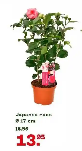 Welkoop Japanse roos ø 17 cm aanbieding