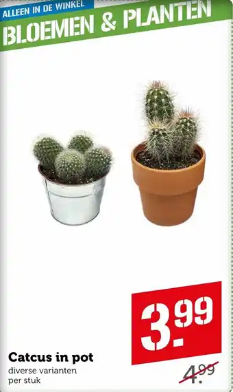 Coop Catcus in pot aanbieding