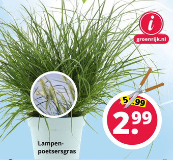 GroenRijk Lampenpoetsersgras aanbieding