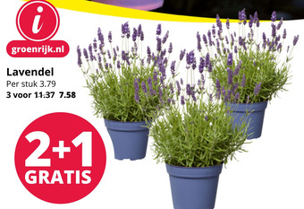 GroenRijk Lavendel aanbieding