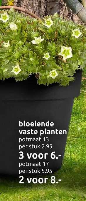 Deka Tuin Bloeiende vaste planten aanbieding