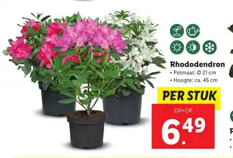 Lidl Rhodedendron aanbieding