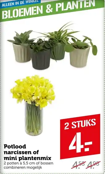 Coop Potlood narcissen of mini plantenmix aanbieding