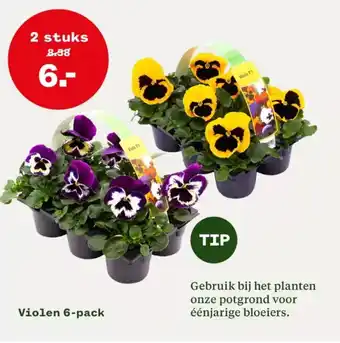 Welkoop Violen 6-pack 2 stuks aanbieding