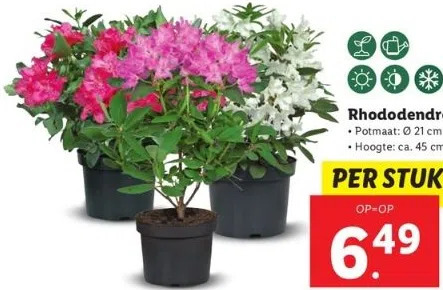 Rhododendron aanbieding bij Lidl