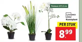 Lidl Livarno home kunstplant aanbieding