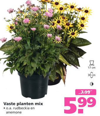 Ranzijn Vaste planten mix aanbieding