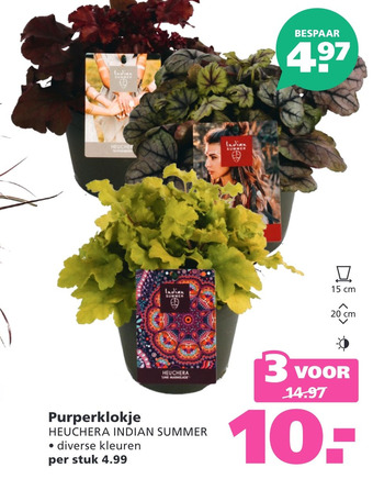 Ranzijn Purperklokje aanbieding