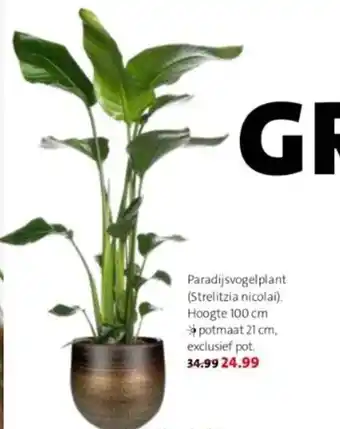 Intratuin Paradijsvogelplant (strelitzia nicolai) 100cm aanbieding