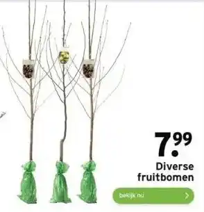 GAMMA Diverse fruitbomen aanbieding