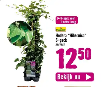 Hornbach Hedera "hibernica" 6-pack aanbieding