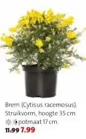 Intratuin Brem (cytisus racemosus). struikvorm, hoogte 35 cm. *potmaat 17 cm. 11.99 7.99 aanbieding