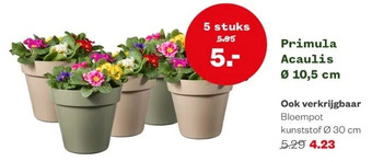 Welkoop Primula acaulis aanbieding