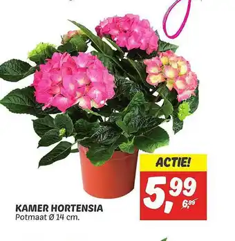 Dekamarkt Kamer hortensia aanbieding