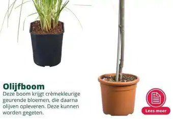 GroenRijk Olijfboom aanbieding