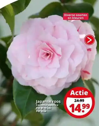 GroenRijk Japanse roos aanbieding