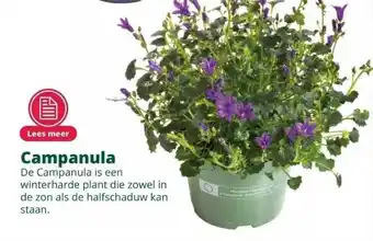 GroenRijk Campanula aanbieding