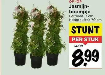 Vomar Voordeelmarkt Jasmijnboompje aanbieding