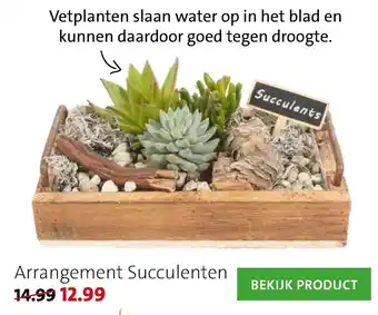 Intratuin Arrangement Succulenten aanbieding