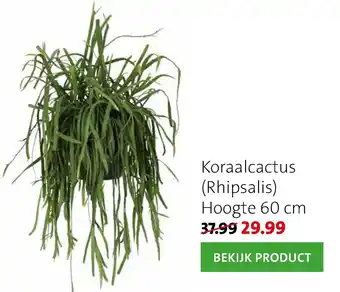 Intratuin Koraalcactus Rhipsalis aanbieding