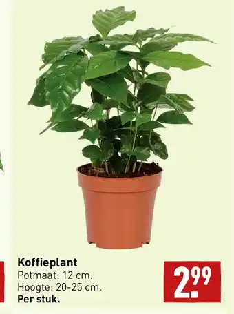 ALDI Koffieplant aanbieding