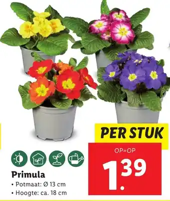 Lidl Primula per stuk aanbieding