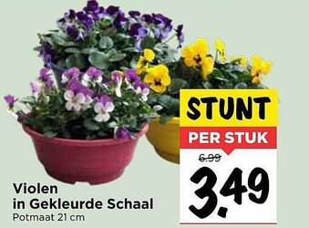 Vomar Voordeelmarkt Violen In Gekleurde Schaal aanbieding