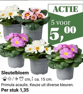 Tuincentrum Osdorp Sleutelbloem aanbieding