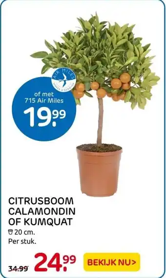 Praxis Citrusboom calamondin of kumquat 20cm aanbieding