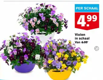 Hoogvliet Violen in schaal aanbieding