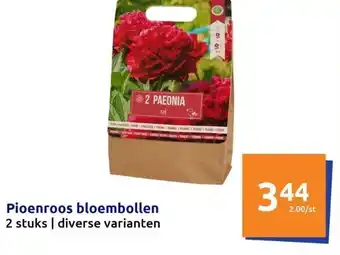 Action Pioenroos bloembollen aanbieding