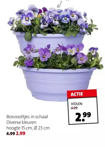 Intratuin Violen aanbieding