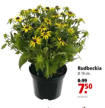 Welkoop Rudbeckia aanbieding