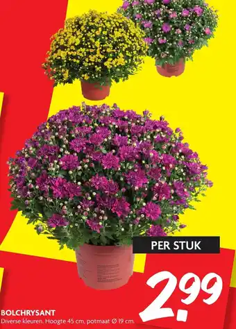 Dekamarkt Bolchrysant 19cm aanbieding