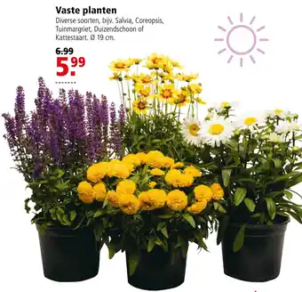 Welkoop Vaste planten aanbieding