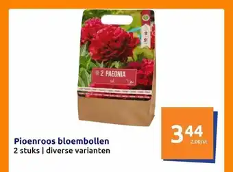 Action Pioenroos bloembollen aanbieding