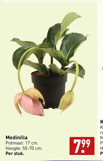 ALDI Medinilla aanbieding