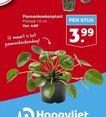 Hoogvliet Pannenkoekenplant aanbieding