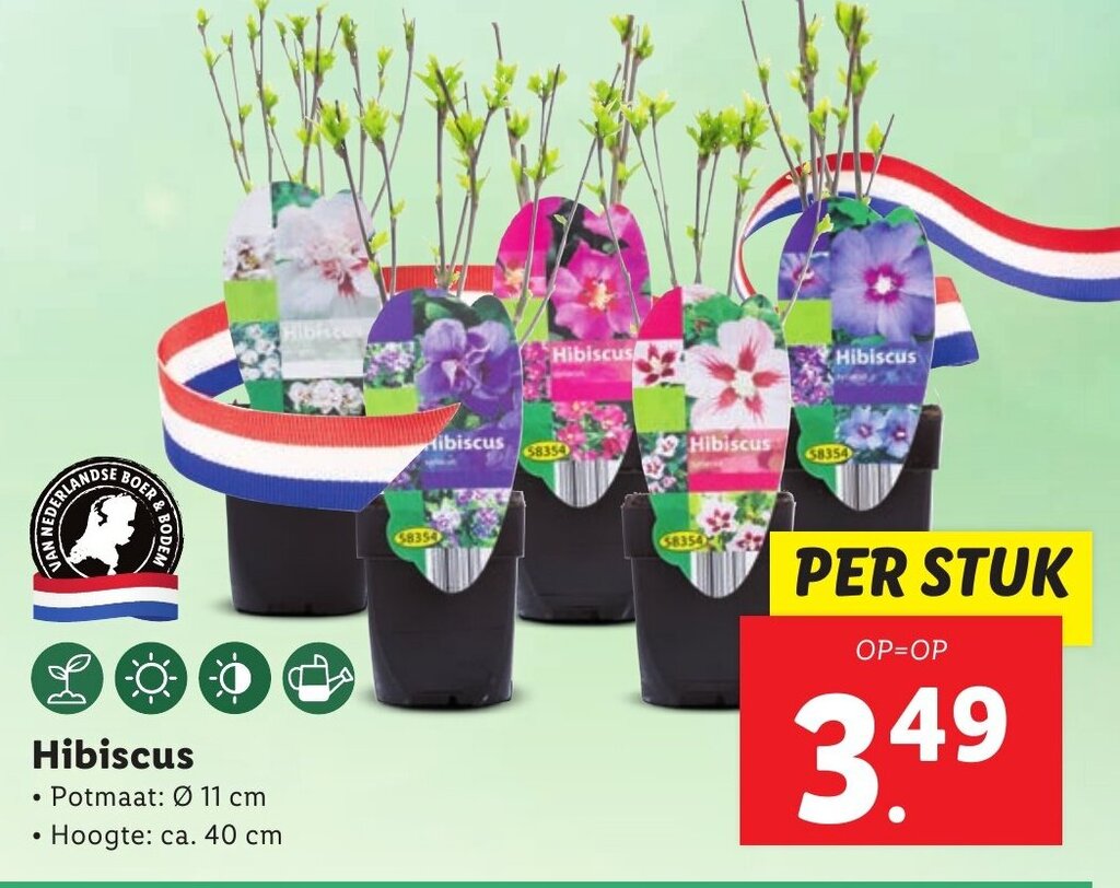 Hibiscus aanbieding bij Lidl