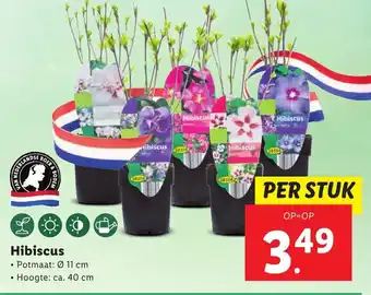 Lidl Hibiscus aanbieding