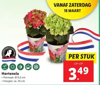 Lidl Hortensia aanbieding