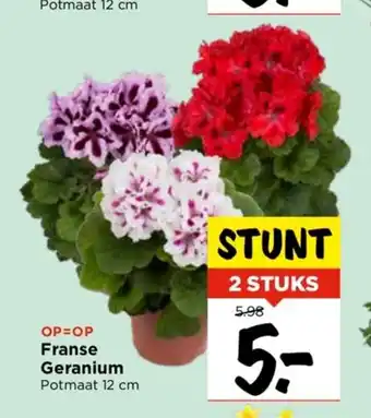 Vomar Voordeelmarkt Franse geranium potmaat 12 cm aanbieding