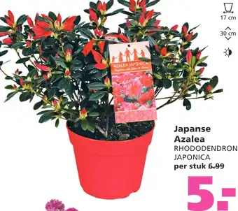 Ranzijn Japanse azalea rhododendron japonica aanbieding