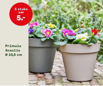 Welkoop Primula acaulis aanbieding