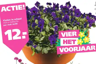 Ranzijn Violen in schaal vola cornuta aanbieding