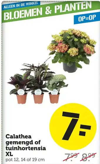 Coop Calathea gemengd of tuinhortensia xl aanbieding