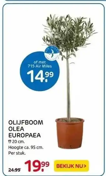 Praxis Olijfboom olea europaea aanbieding