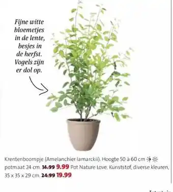 Intratuin Krentenboompje (amelanchier lamarckii) of pot nature love aanbieding