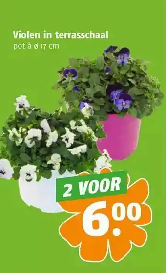 Poiesz Violen in terrasschaal aanbieding